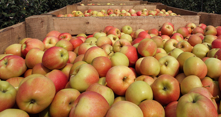 Урожай яблок. Архивное фото
